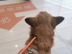 -申普宠物医院·眼科·心内科·影像科(普陀分院)