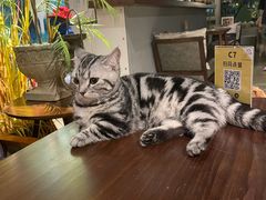 -咖法森林·咖啡  酒吧(天河店)