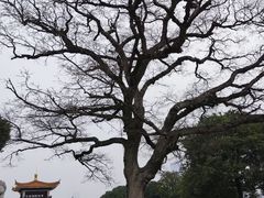 -橘子洲景区