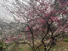 -杭州植物园