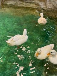 -Zoolung Zoolung动物主题公园(海信广场店)