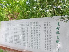-桃花堤公园