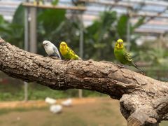 -呀路古热带植物园