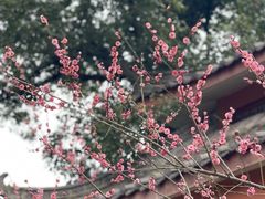 -南山植物园