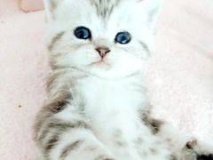 -十年猫舍·猫咪专门店(普陀店)