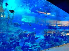 -迪拜水族馆及水下动物园