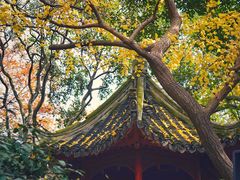 -秋霞圃
