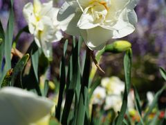 -石家庄市植物园