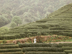 -龙坞茶村