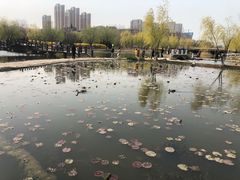 -前关湿地公园