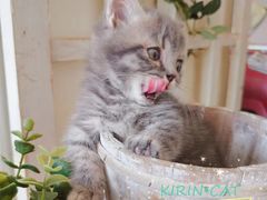 -十年猫舍·猫咪专门店(普陀店)