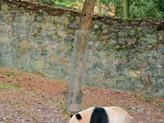 -都江堰中华大熊猫苑