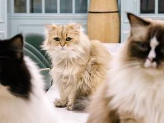 -安格丽娜·狗咖·猫咖羊驼咖(春熙路百盛商场店)