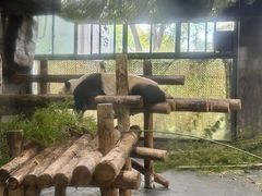 -上海野生动物园老虎餐厅