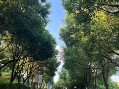 -羊山湖公园