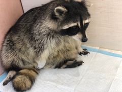-浣熊柯尔鸭土拨鼠·电玩咖