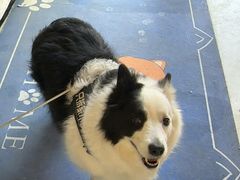 -宠颐生动物医院·心脏科·保险定点(锦阳分院)