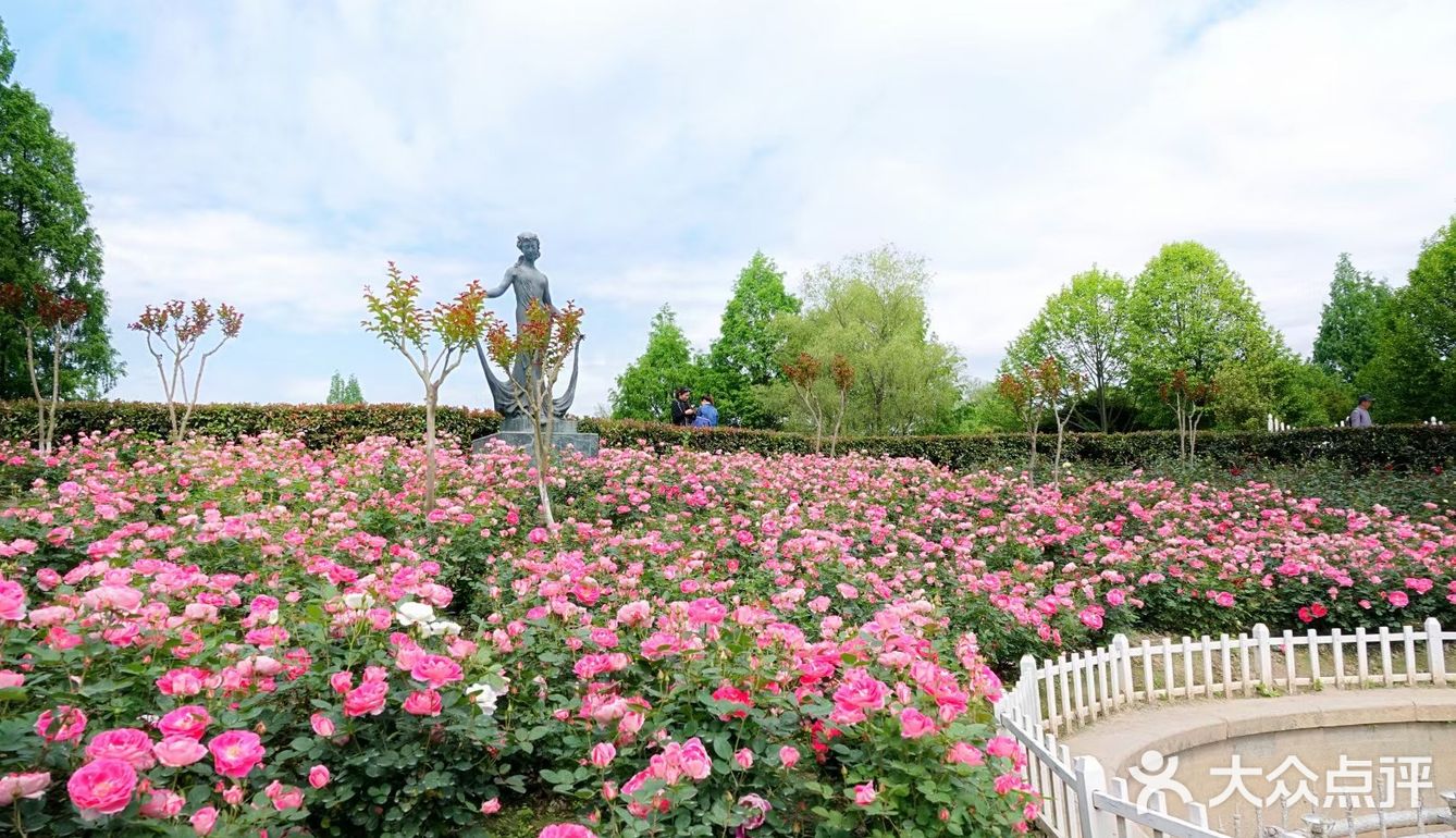 樱花谢了，看啥呢？这里的月季绝绝子