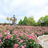 樱花谢了，看啥呢？这里的月季绝绝子