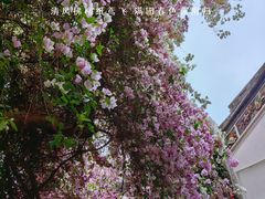 -深圳国际园林花卉博览园