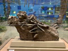 -陕西自然博物馆