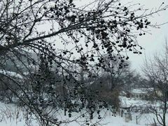 -五家山森林公园滑雪场