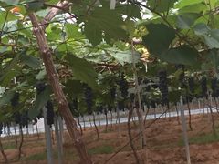 -海堤葡萄园中小学生研学基地