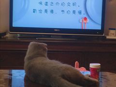 -宠福鑫康馨动物医院·骨科·眼科
