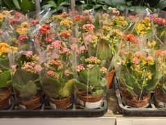 -宜家家居(四元桥商场店)