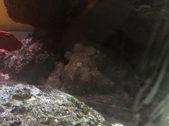 -暹罗海洋世界