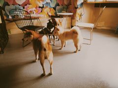 -喜柴咖啡·柴犬狗咖