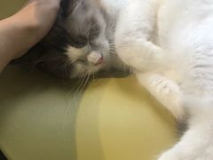 -东方名猫馆·英短金渐层布偶猫舍(环线广场1号楼店)