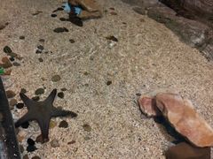 -芜湖新华联大白鲸海洋公园