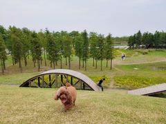 -春花秋色城市公园