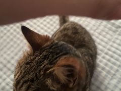 -瑞派宠物医院·24h·骨外科·皮肤科·全科宠物医疗转诊中心(沈阳浑南院)