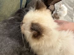 -楼上猫咖(罗湖店)