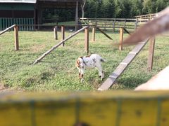 -田园东方蜜桃村的田野营地