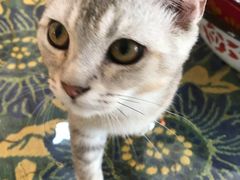 -平行世界·猫咖(首经贸店)