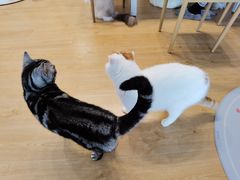 -有喵·猫咖·狗咖·30几只猫10只小狗(岗厦店)