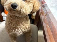 -达爱动物医院·犬猫分区·CT·复杂眼科(远洋山水分院)