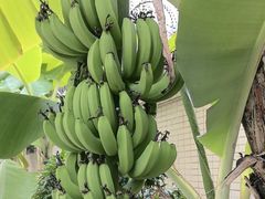 -云溪植物园