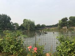 -鹅湖玫瑰文化园