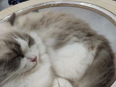 -喵园·猫主题咖啡厅·撸猫·猫咖(国贸店)