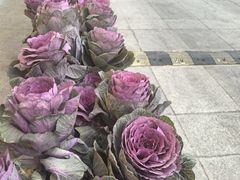 -情满四合院•京菜•烤鸭(动物园店)