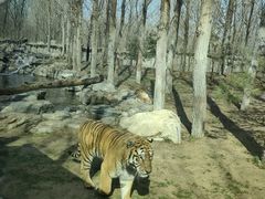 -北京野生动物园