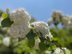 -上海滨江森林公园