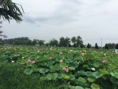 景点-荷花荡