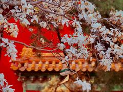 -北京市劳动人民文化宫(太庙)