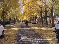 -三里屯东五街银杏大道