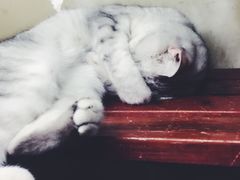 -猫咪博物馆(顶澳仔猫街店)